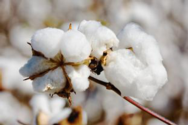 棉花四